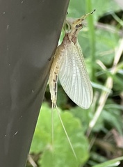 Hexagenia bilineata
