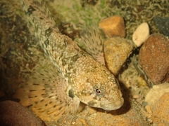 Cottus