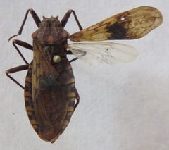 Panstrongylus rufotuberculatus