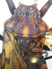 Panstrongylus rufotuberculatus