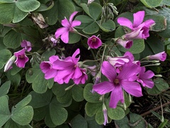 Oxalis articulata