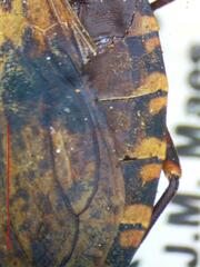 Panstrongylus rufotuberculatus