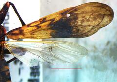 Panstrongylus rufotuberculatus