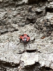 Endomychus coccineus