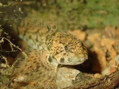 Cottus