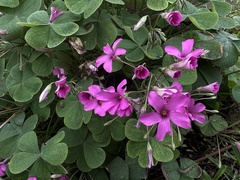 Oxalis articulata