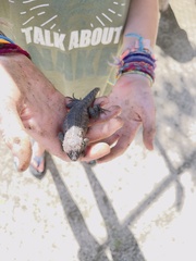 Sceloporus hunsakeri