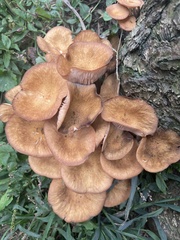 Desarmillaria caespitosa