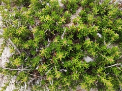 Erica manipuliflora