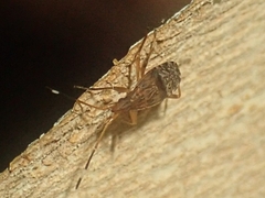 Lygaeoidea