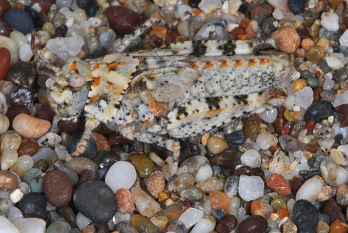 Little Buzzer Grasshopper