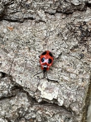 Endomychus coccineus