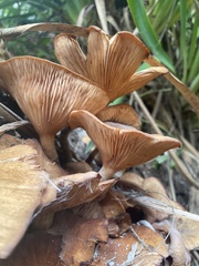 Desarmillaria caespitosa