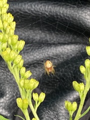 Araniella displicata