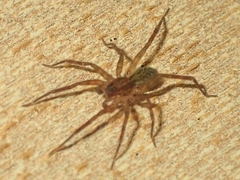 Hibana gracilis