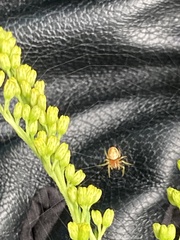 Araniella displicata