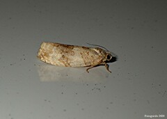 Pseudosciaphila duplex