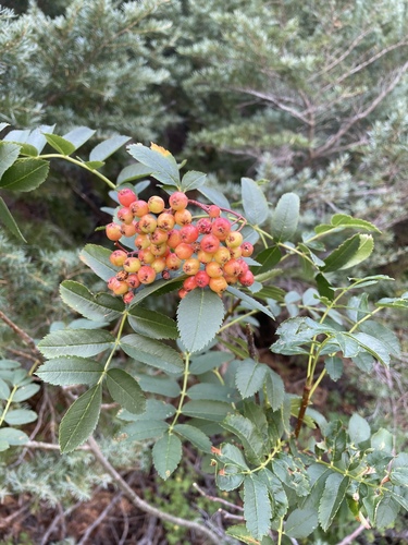 Image of Sorbus californica by no rights reserved