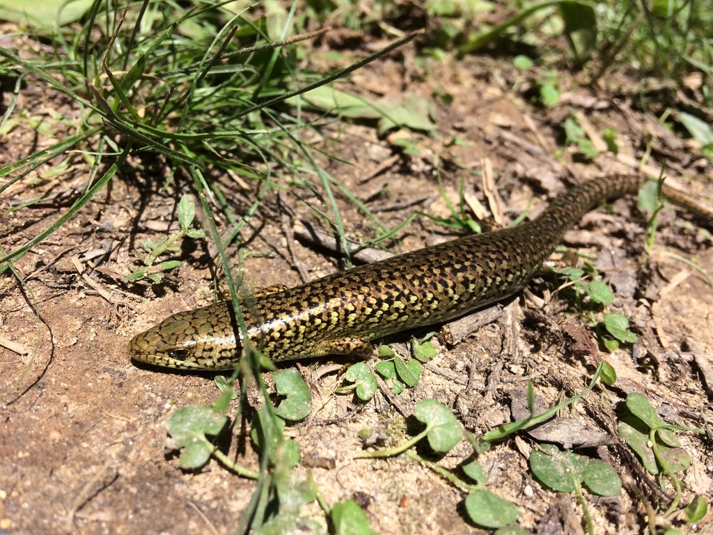 Mountain Lesser Galliwasp
