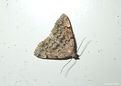 Idia concisa