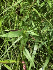 Persicaria barbata