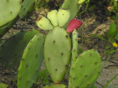 Opuntia stricta