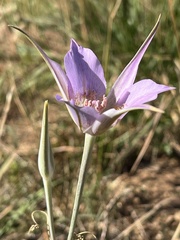 Calochortus macrocarpus