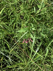 Persicaria barbata