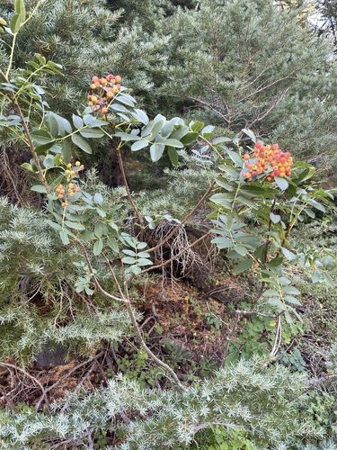 Image of Sorbus californica by no rights reserved