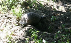 Testudo graeca ibera