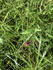 Persicaria barbata