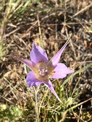 Calochortus macrocarpus