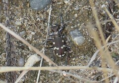 Cicindela hybrida