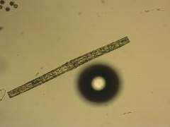 Pleurotaenium verrucosum