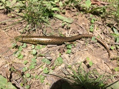 Siderolamprus montanus