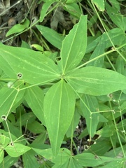 Galium lanceolatum