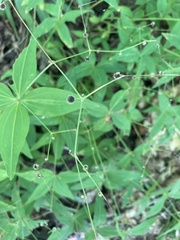 Galium lanceolatum