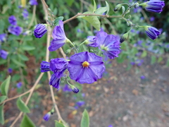 Lycianthes rantonnetii