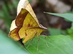 Erastria decrepitaria