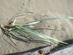 Leymus mollis