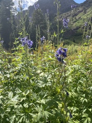 Delphinium glaucum