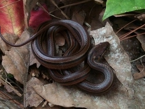 Cusuco Graceful Brown Snake