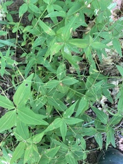 Galium lanceolatum