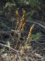Corallorhiza maculata