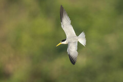 Sternula superciliaris