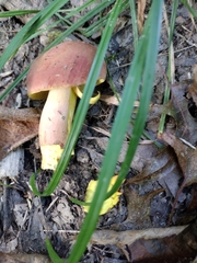 Boletus sensibilis