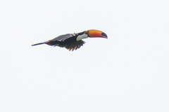 Ramphastos toco
