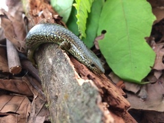 Siderolamprus montanus