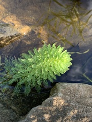 Myriophyllum aquaticum