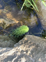 Myriophyllum aquaticum